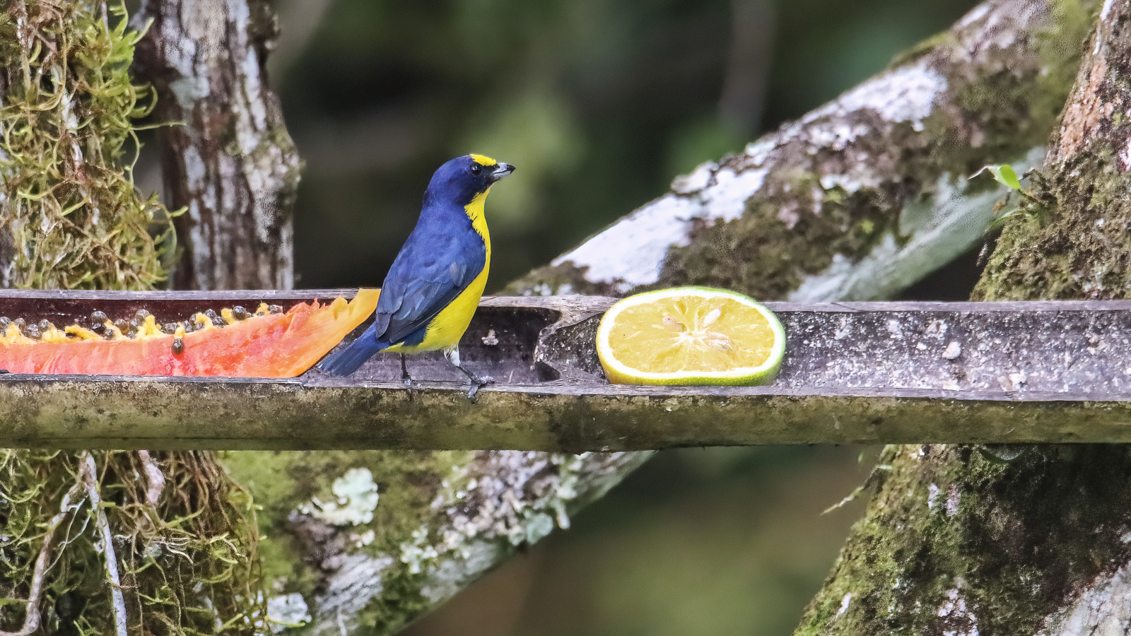 image Yellow-throated Euphonia